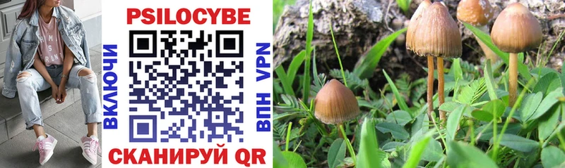 где можно купить наркотик Шагонар omg ССЫЛКА Галлюциногенные грибы MAGIC MUSHROOMS